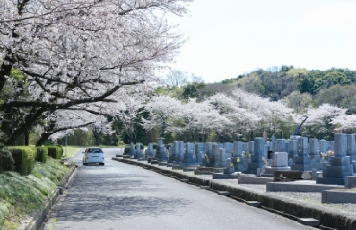 桜並木