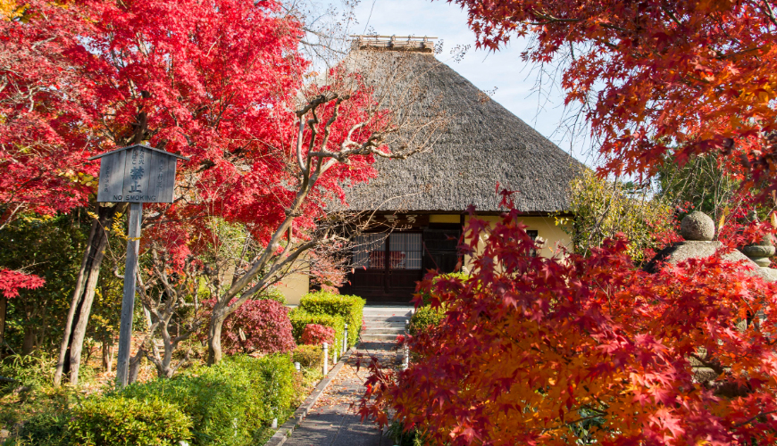 伏見深草霊園　紅葉