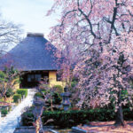 伏見深草霊園　桜